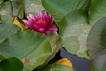 Wild lilies in the city pond, in the park. Autumn time.