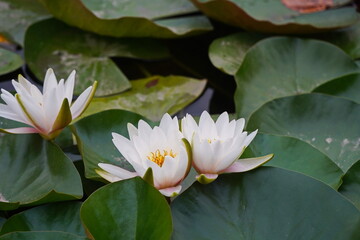 Wild lilies in the city pond, in the park. Autumn time.