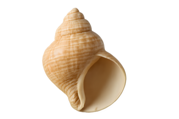 High quality isolated seashell with spiral conch design in natural beige tones perfect for marine, coastal, and beach-themed creative projects, eco designs, and educational resources