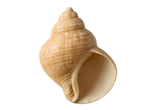 High quality isolated seashell with spiral conch design in natural beige tones perfect for marine, coastal, and beach-themed creative projects, eco designs, and educational resources