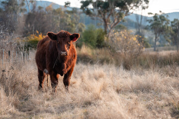 outback aussie beef cattle livestock on a regenerative agriculture farm practicing sustainable agricultural practices in summer
