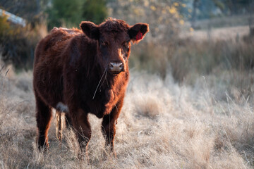 outback aussie beef cattle livestock on a regenerative agriculture farm practicing sustainable agricultural practices in summer