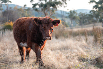 outback aussie beef cattle livestock on a regenerative agriculture farm practicing sustainable agricultural practices in summer