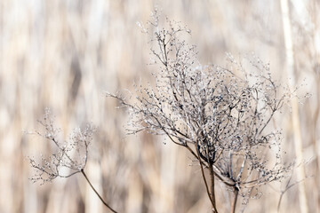 Delicate, dry stems rise against a soft, out-of-focus winter field