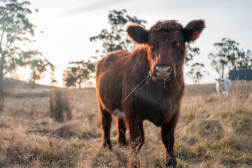 outback aussie beef cattle livestock on a regenerative agriculture farm practicing sustainable agricultural practices in summer
