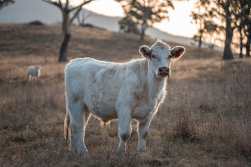 Stud Beef bulls, cows and calves grazing on grass in a field, in Australia. breeds of cattle include wagyu, murray grey, angus, brangus and wagyu on long pasture in summer