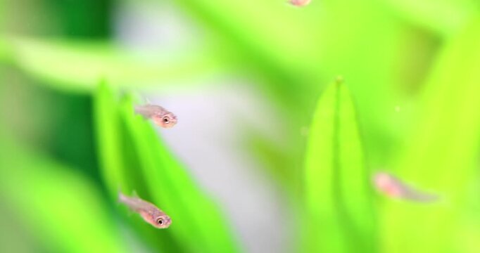 Aquarium fish fry Danio Margaritatus Celestial Pearl Danio, Microrasbora Galaxy swim and fight. Blurred background of green plants, air bubbles. Macro view, very shallow depth of field