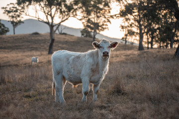 Stud Beef bulls, cows and calves grazing on grass in a field, in Australia. breeds of cattle include wagyu, murray grey, angus, brangus and wagyu on long pasture in summer