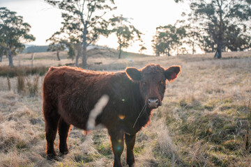 outback aussie beef cattle livestock on a regenerative agriculture farm practicing sustainable agricultural practices in summer