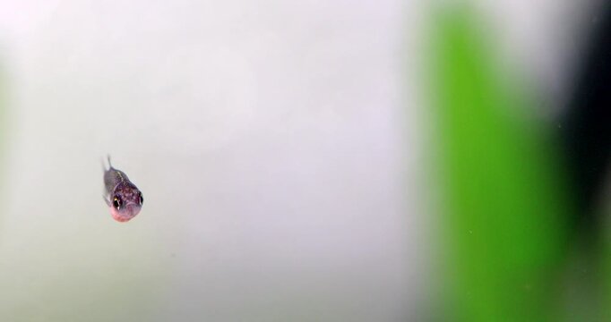 Aquarium fish fry Danio Margaritatus Microrasbora Galaxy. Fish with a full, round belly full of Artemia salina. closeup, shallow depth of field