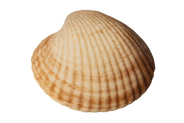 Obraz premium Brown seashell isolated on white background symbolizing marine ocean beach summer natural decorative coastal shell eco friendly design seaside souvenir and organic decorative marine element artwork