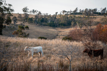 Stud Beef bulls, cows and calves grazing on grass in a field, in Australia. breeds of cattle include wagyu, murray grey, angus, brangus and wagyu on long pasture in summer