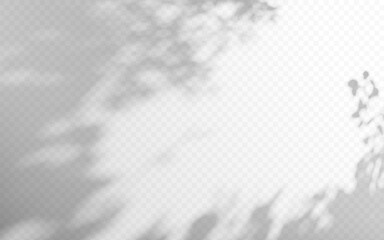Abstract shadow gobo overlay from tree branch on a transparent background.