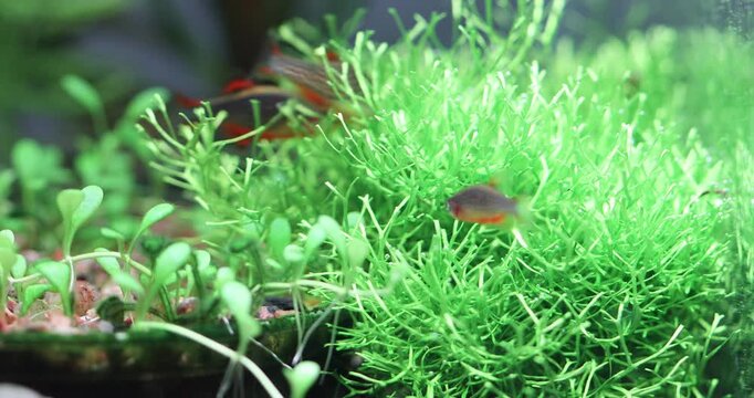 Spawning of aquarium fish. Two males and one female Danio Margaritatus Celestial Pearl Danio microrasbora Galaxy spawning on the bottom of an aquarium among Riccia plants.