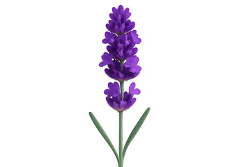 Obraz premium Fresh lavender flower stem with purple blossoms isolated on white background suitable for aromatherapy, wellness, herbal, spa, natural, eco, botanical, and floral design uses
