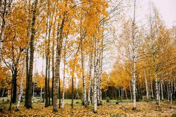 Fototapeta premium Autumn forest landscape. Yellow, autumn leaves on the trees