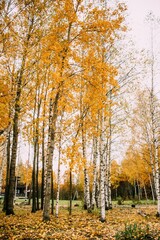 Autumn forest landscape. Yellow, autumn leaves on the trees