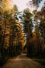 Autumn forest landscape. Yellow, autumn leaves on the trees