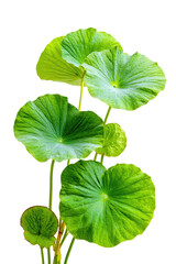 Close-up of vibrant green, round leaves