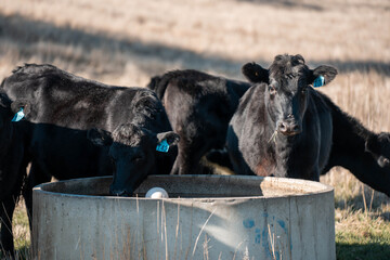 angus calm cow drinking water out of a round trough. livestock water trough in a field on a cattle farm in Australia in summer