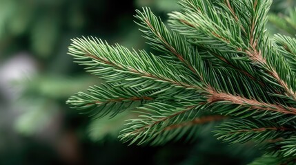 Lush green pine leaves spread out, revealing detailed textures and colors. Sunlight highlights the freshness of nature