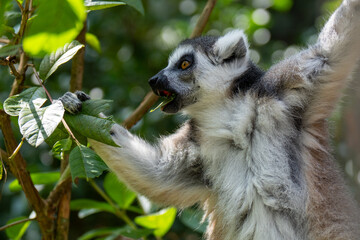 lemur on a tree