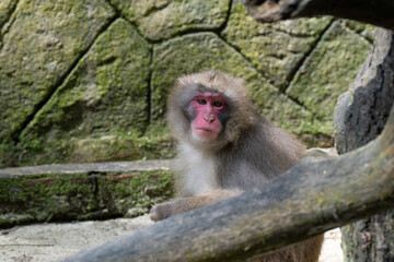 Obraz premium Curious Monkey Portrait