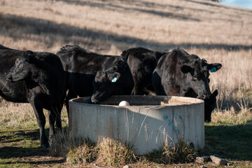 angus calm cow drinking water out of a round trough. livestock water trough in a field on a cattle farm in Australia in summer
