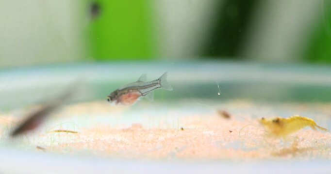 The bottom of a freshwater aquarium with decapsulated Artemia salina eggs. Fish fry Danio Margaritatus Microrasbora Galaxy, Pethia conchonius Barb, a yellow Neocaridina shrimp are eating the food.