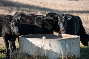 angus calm cow drinking water out of a round trough. livestock water trough in a field on a cattle farm in Australia in summer