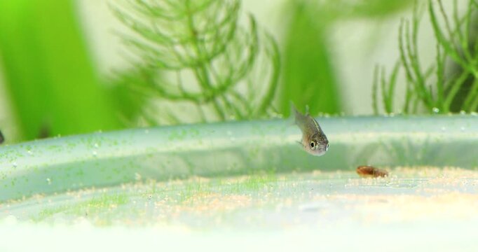Aquarium fish Danio Margaritatus Microrasbora Galaxy. The fry picks up and eats decapsulated Artemia salina eggs. closeup, shallow depth of field.