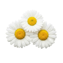 Obraz premium Three fresh white daisy flowers with vibrant yellow centers and glistening water droplets on petals, isolated on a clean transparent background, concept for natural beauty product.