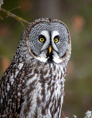 Close-up of a Great Grey Owl staring intently
