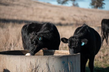 angus calm cow drinking water out of a round trough. livestock water trough in a field on a cattle farm in Australia in summer
