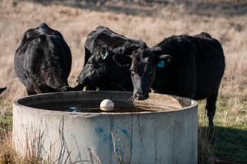 angus calm cow drinking water out of a round trough. livestock water trough in a field on a cattle farm in Australia in summer