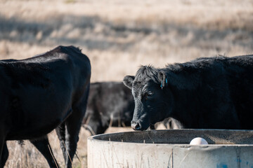 angus calm cow drinking water out of a round trough. livestock water trough in a field on a cattle farm in Australia in summer