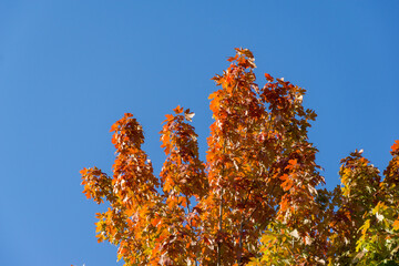 Maple Acer saccharinum bright autumn foliage in shades of orange, red, and yellow stands out against vivid blue sky