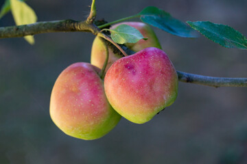 Ripe, blush-red apples hanging from tree branch, their glossy skins reflecting sunlight, surrounded by fresh green leaves against softly blurred background