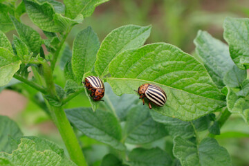 Colorado Potato Beetle Actively Feeding on Leaf During Sunny Day in Summer