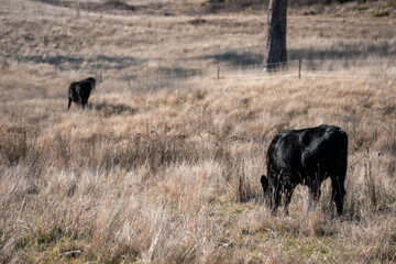 angus calm cow drinking water out of a round trough. livestock water trough in a field on a cattle farm in Australia in summer