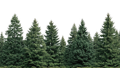 Row of evergreen trees against a dark background