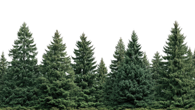 Row of evergreen trees against a dark background