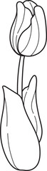 Simple Line Art Tulip Flower Illustration. Minimalist Black and White Outline Drawing of Spring Blossom. Floral Vector Sketch.
