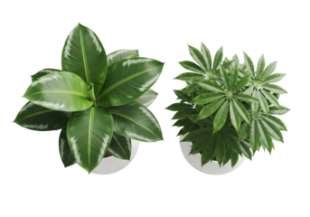 Vibrant green banana plant and exotic dark green starburst plant in matte white ceramic planters, top-down on transparent studio background, high-end botanical product concept