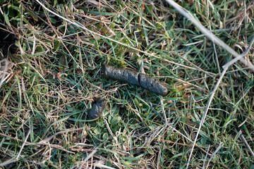 kangaroo and wallaby poo on grass