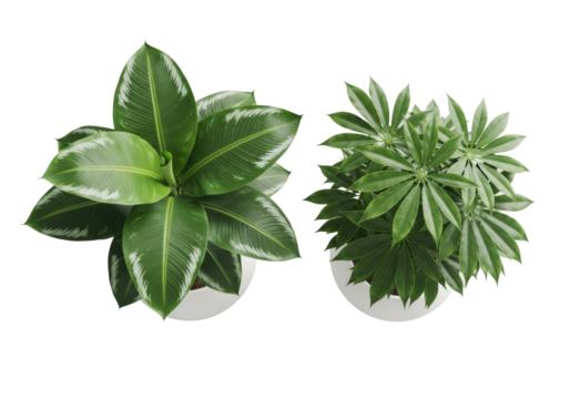 Vibrant green banana plant and exotic dark green starburst plant in matte white ceramic planters, top-down on transparent studio background, high-end botanical product concept