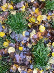 Wet autumn leaves and green grass after rain in forest ground close up