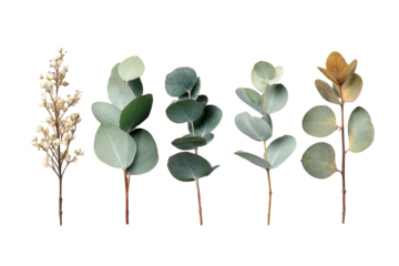 Close-up of five unique sprigs, muted colors