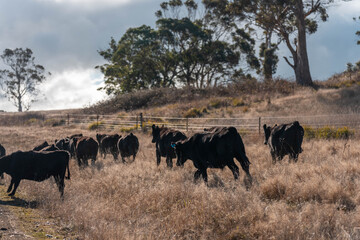 Stud Beef bulls, cows and calves grazing on grass in a field, in Australia. breeds of cattle include wagyu, murray grey, angus, brangus and wagyu on long pasture in summer