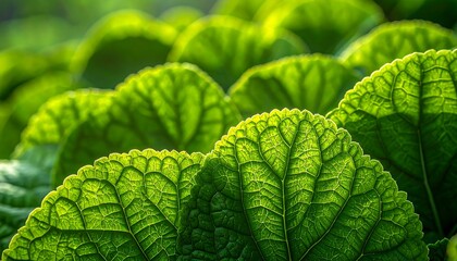 Close-up of vibrant green leaves, sunlit with texture